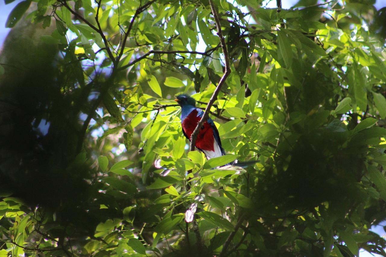 Talamanca Nature Reserve Rivas Εξωτερικό φωτογραφία